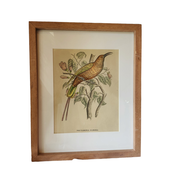 Framed J. & E. Gould - Nectarina Famosa Lithograph Print 17 1/2 x 21 1/2" - Picture 10 of 16